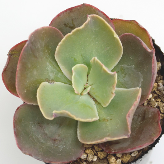 多肉植物】久しぶりの葉挿し | PlantsGardenParadise