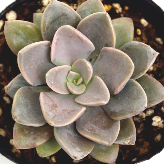 多肉植物｜WEBカタログ｜未来アグリス株式会社|未来アグリス株式会社