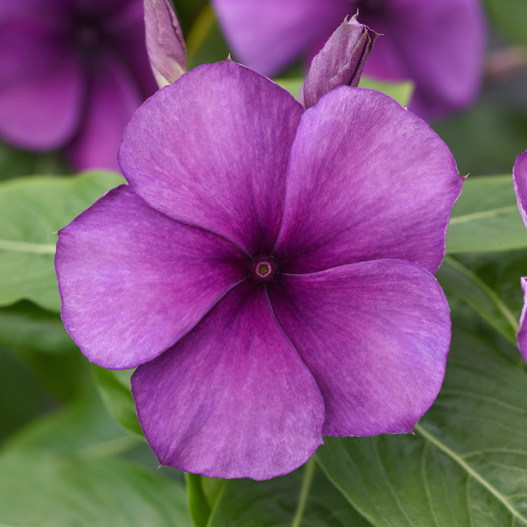 ビンカ タトゥー シリーズ