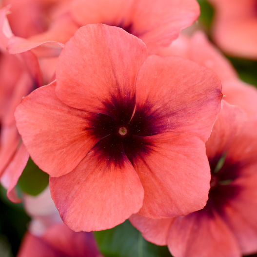 ビンカ タトゥー シリーズ