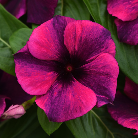 ビンカ タトゥー シリーズ