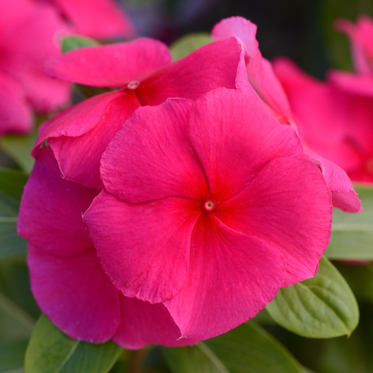 ビンカ バリアント シリーズ