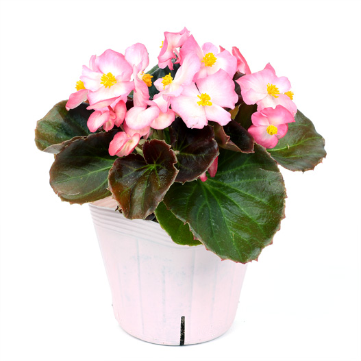 ベゴニア センパフローレンス セネタiQ シリーズ