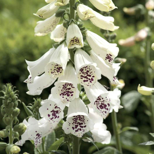 ジギタリス ダルメシアン