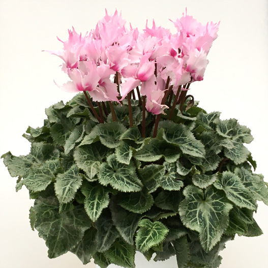 シクラメン 大内ラビリンス