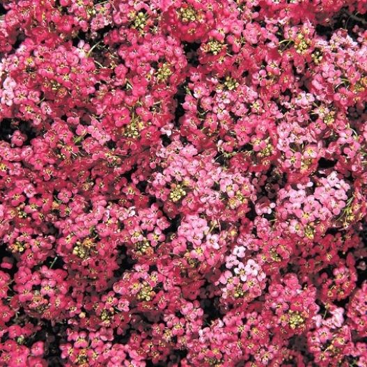 アリッサム　ワンダーランド シリーズ 