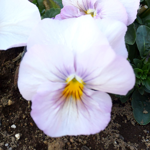 パンジー キューティー