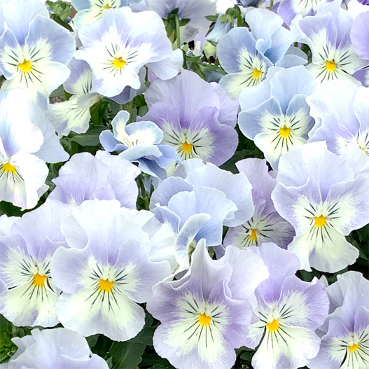 パンジー プティ・シャトン