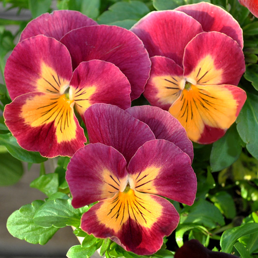 パンジー プティ・シャトン