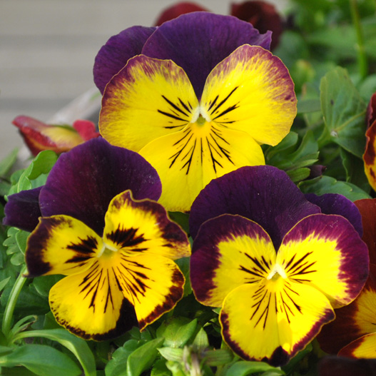 パンジー プティ・シャトン