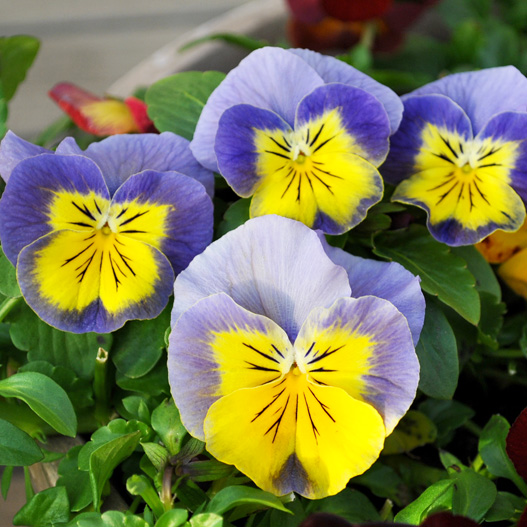 パンジー プティ・シャトン