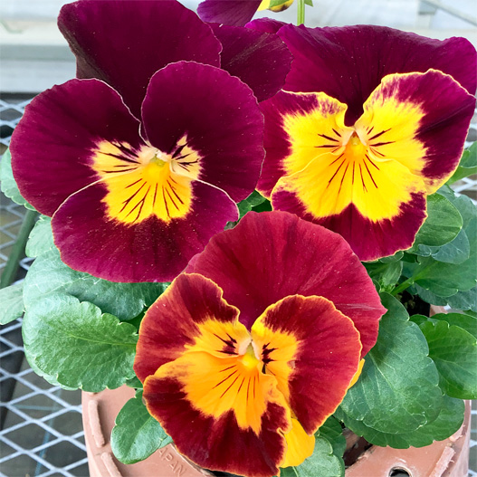 パンジー プティ・シャトン