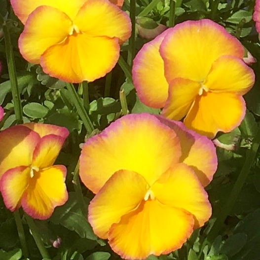 パンジー　パフューム 