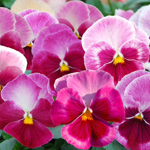 パンジー　ユニーク系 