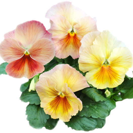 パンジー　ユニーク系 