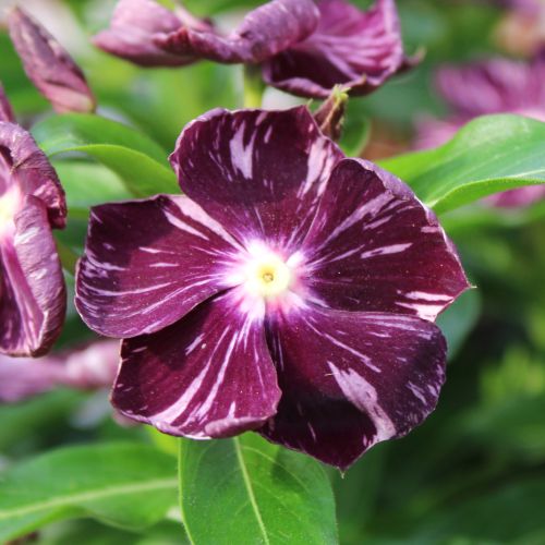 ビンカ 万葉の美　東雲(しののめ) 