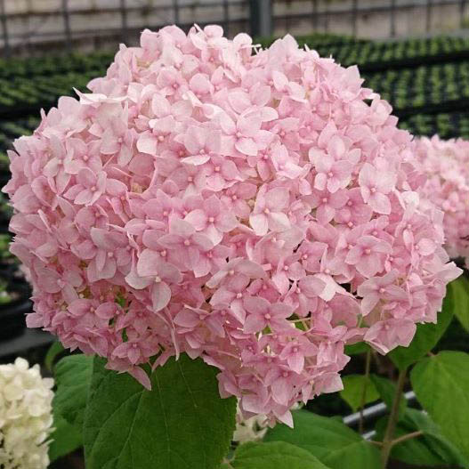 ハイドランジア　ル・マニフィーク／ル・パルフェ／ピコティシャルマン 