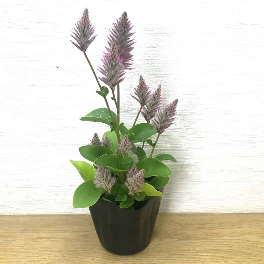 プチロータス ジョーイ