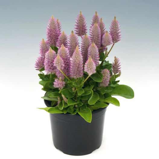 プチロータス ジョーイ