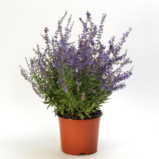 ペロフスキア(ロシアンセージ) ブルーゼット