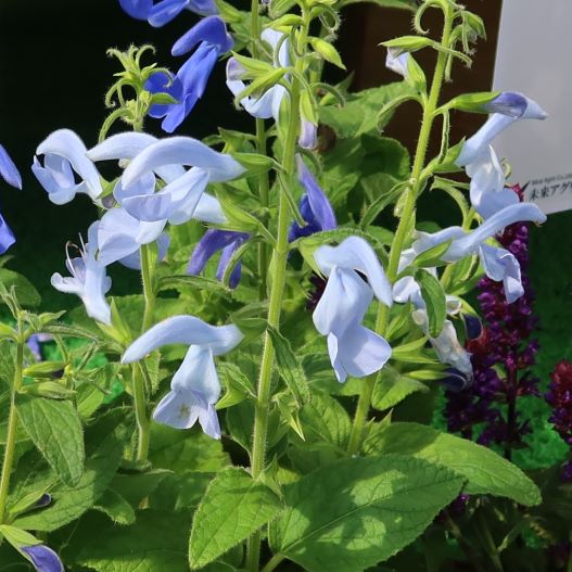 サルビア パテンス パティオ