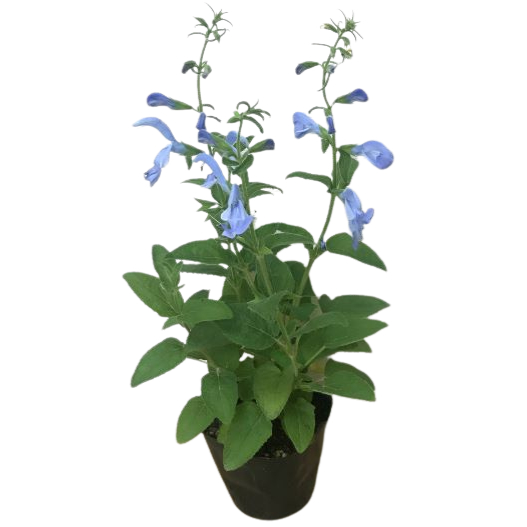 サルビア パテンス パティオ