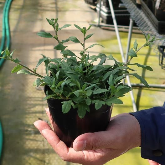 エリゲロン プロフュージョン エリゲロン カルビンスキアヌス