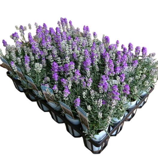 ラベンダー カノンスター｜WEBカタログ｜未来アグリス株式会社|未来