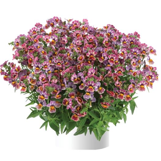 ネメシア　ネシア 