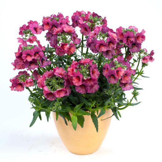 ネメシア　ネシア 