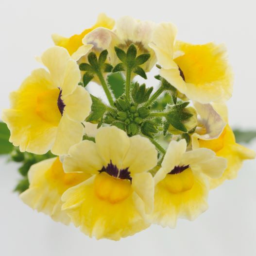 ネメシア　ネシア 