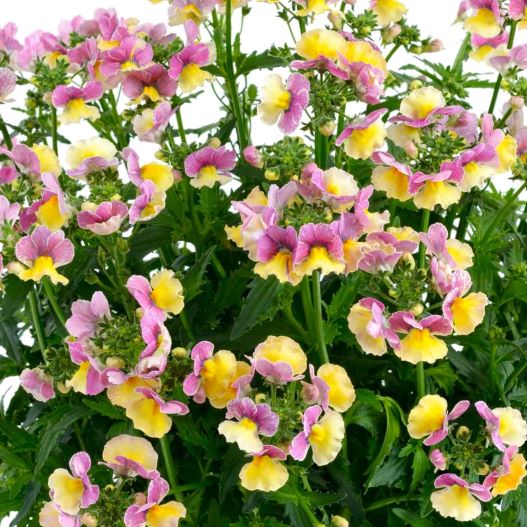 ネメシア　ネシア 