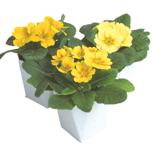 プリムラ ジュリアン ポニー