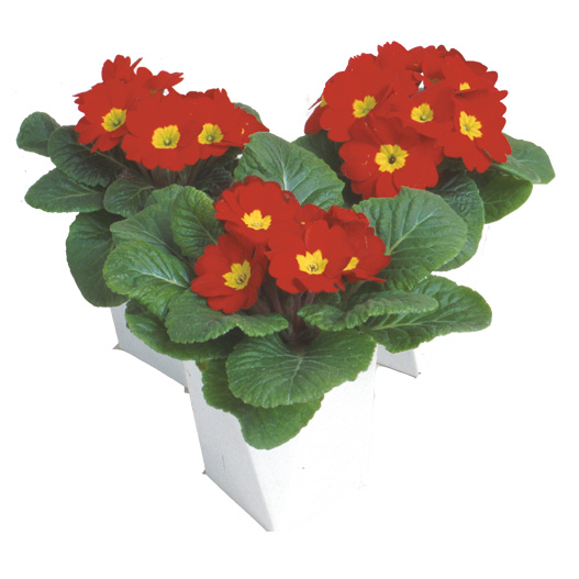 プリムラ ジュリアン ポニー