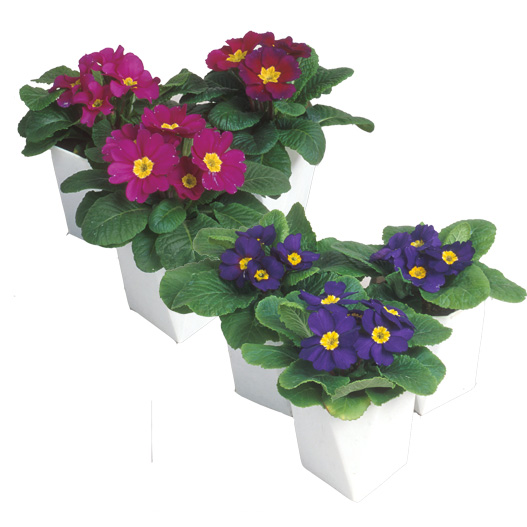 プリムラ ジュリアン ポニー