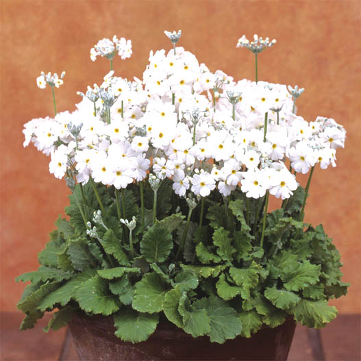 プリムラ マラコイデス うぐいす