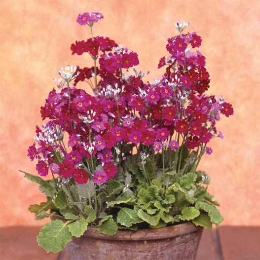 プリムラ マラコイデス うぐいす