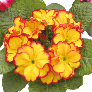 プリムラ ポリアンサ メルヘン