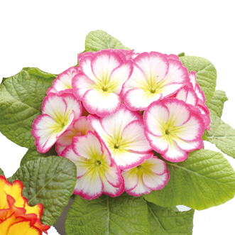 プリムラ ポリアンサ メルヘン