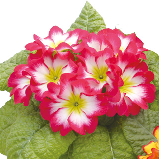 プリムラ ポリアンサ メルヘン