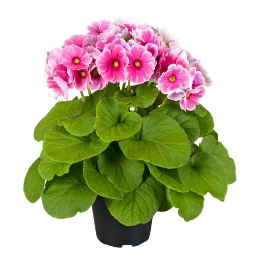 プリムラ オブコニカ F1 タッチミー ミディ シリーズ