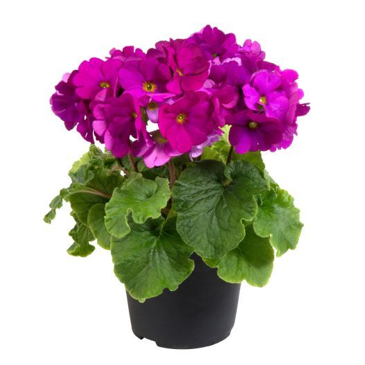 プリムラ オブコニカ F1 タッチミー ミディ シリーズ