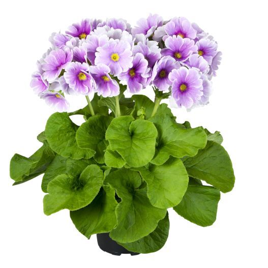 プリムラ オブコニカ F1 タッチミー ミディ シリーズ