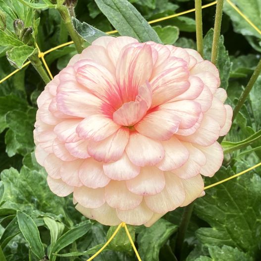 ラナンキュラス　ラックス シリーズ 