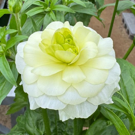 ラナンキュラス　ラックス シリーズ 