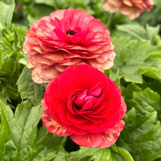 ラナンキュラス　ラックス シリーズ 