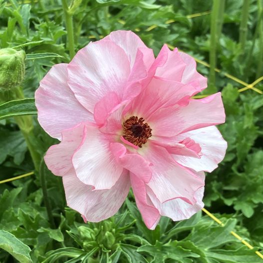 ラナンキュラス　ラックス シリーズ 