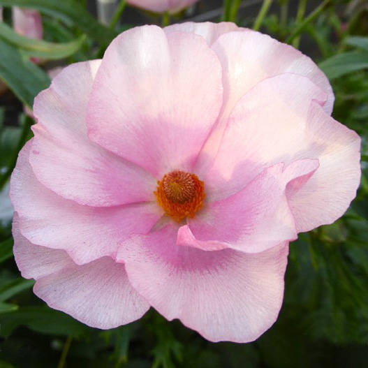 ラナンキュラス　ラックス シリーズ 