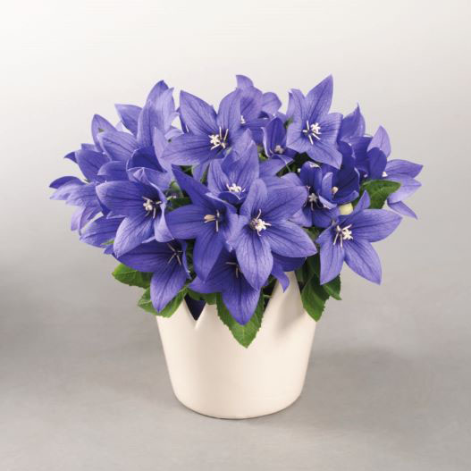 キキョウ ポップスター シリーズ