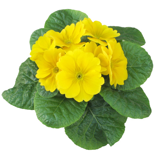 プリムラ アコーリス F1 ボネリ シリーズ